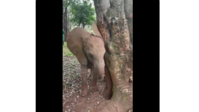 Too Cute: Want To Know How Elephants Play Peekaboo? Take A Look At This Adorable Video That Will Melt Your Heart