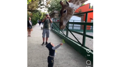 Try Try Till You Succeed! Watch A Viral Video Of A Adorable Toddler Trying His Best To Feed A Giraffe At A Zoo, These Gestures Will Make You Mushy For Sure