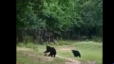 Two Wild Bears Spotted Playing With A Football At Sukhigaon Village, Left Netizens Amazed!