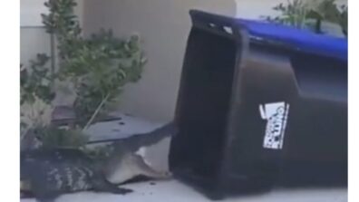 Unbelievable! A Man Uses A Garbage Bin To Trap A Massive Alligator