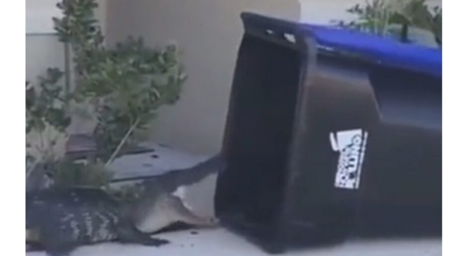 Unbelievable! A Man Uses A Garbage Bin To Trap A Massive Alligator; Watch The Viral Video Here 494930