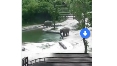 Viral Video: A Baby Elephant Slides Into The Water Hole; Check Out How The Family Rushes To Save The Calf