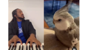 Viral Video: A Grey Feathered Cockatiel Showcases Impeccable Singing Skills; Netizens Flock The Comments Section Calling The Bird ‘The New King Of R&B’