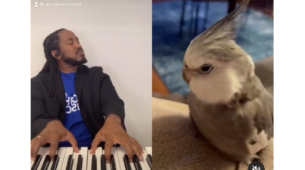 Viral Video: A Grey Feathered Cockatiel Showcases Impeccable Singing Skills; Netizens Flock The Comments Section Calling The Bird ‘The New King Of R&B’