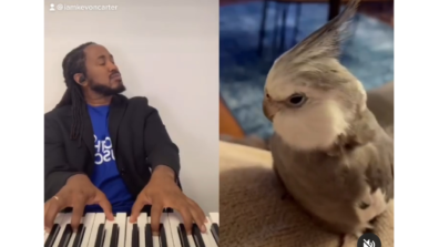 Viral Video: A Grey Feathered Cockatiel Showcases Impeccable Singing Skills; Netizens Flock The Comments Section Calling The Bird ‘The New King Of R&B’