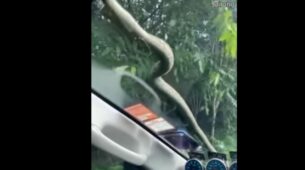 Watch A Nail-Biting Video That Features A Snake Moving From The Bonnet Of The Car To The Windshield
