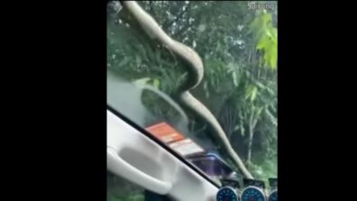 Watch A Nail-Biting Video That Features A Snake Moving From The Bonnet Of The Car To The Windshield