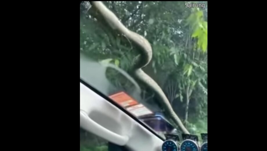 Watch A Nail-Biting Video That Features A Snake Moving From The Bonnet Of The Car To The Windshield 495518