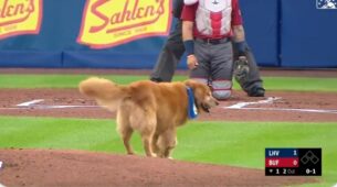Watch A Video Of A Dog Adorably Interrupts The Game and Steals The Baseball Bat, Netizens Left Surprised
