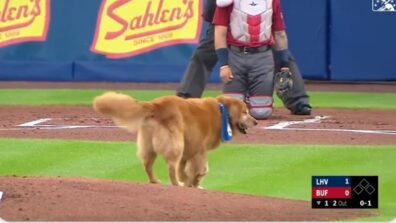 Watch A Video Of A Dog Adorably Interrupts The Game and Steals The Baseball Bat, Netizens Left Surprised