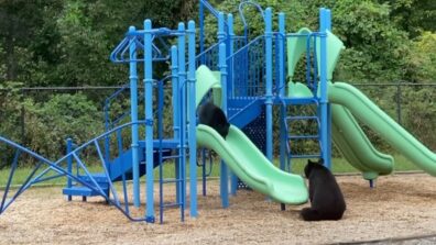 Wow! How Adorable! A Viral Video Of A Mama Bear Teaching Her Cub How To Use Slide-In Playground Has Left Netizens Amazed