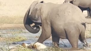 A Video Of Deadly Fight Between The Crocodile And The Elephant Is Something That You Cannot Miss, Watch ASAP