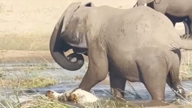 A Video Of Deadly Fight Between The Crocodile And The Elephant Is Something That You Cannot Miss, Watch ASAP