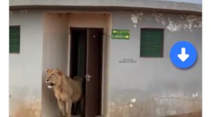 A Viral Video Of A Lion Walking Out From A Public Toilet May Leave You With The Feeling Of Utmost Astonishment, Watch Now