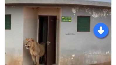 A Viral Video Of A Lion Walking Out From A Public Toilet May Leave You With The Feeling Of Utmost Astonishment, Watch Now