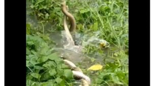 A Viral Video Of Two Snakes Twirling & Engaging Around Each Other In Some Form Of Dance, Netizens Called It ‘Love Dance’, Watch