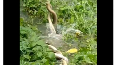 A Viral Video Of Two Snakes Twirling & Engaging Around Each Other In Some Form Of Dance, Netizens Called It ‘Love Dance’, Watch