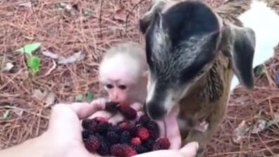 Awww! A Viral Video Of A Baby Monkey Riding A Goat Has Left Netizens Awestruck