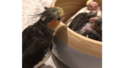 A Playful Cockatiel Can Be Seen Saying ‘Peekaboo’ And Then Ducking To Hide Away From The Baby Birds Has Won The Internet