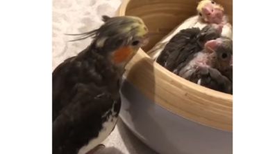 A Playful Cockatiel Can Be Seen Saying ‘Peekaboo’ And Then Ducking To Hide Away From The Baby Birds Has Won The Internet