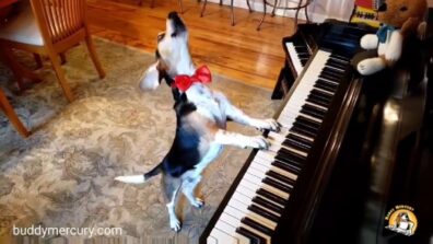 Feing Pawsitive! Watch A Awestrucking Video Of A Dog Playing Piano And Singing The Song Will Make Your Day!