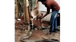 Kindness Overloaded: A Video Has Gone Viral On The Internet Showing A Man Bathing A Cobra Snake & Feeding Him! Watch Now