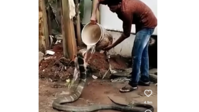 Kindness Overloaded: A Video Has Gone Viral On The Internet Showing A Man Bathing A Cobra Snake & Feeding Him! Watch Now