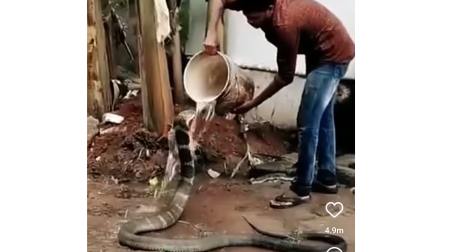 Kindness Overloaded: A Video Has Gone Viral On The Internet Showing A Man Bathing A Cobra Snake & Feeding Him! Watch Now 498313