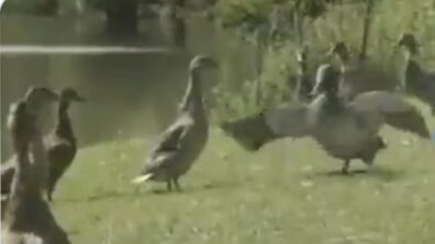 Needless To Say, No One Can Dance Like Michael Jackson! A Duck’s Some Incredible Moonwalk Will Remind You Of MJ, Watch