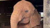 Nostalgia Hitting Hard! A Super Cute Video Of A Baby Elephant Named Kinyei Who Refuses To Go To Sleep Despite Completing All Her Activities Is Going Viral