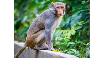 Wait! What? A Monkey Snatched A Wrapped Towel Containing Rs 1 Lakh Cash From An Autorickshaw