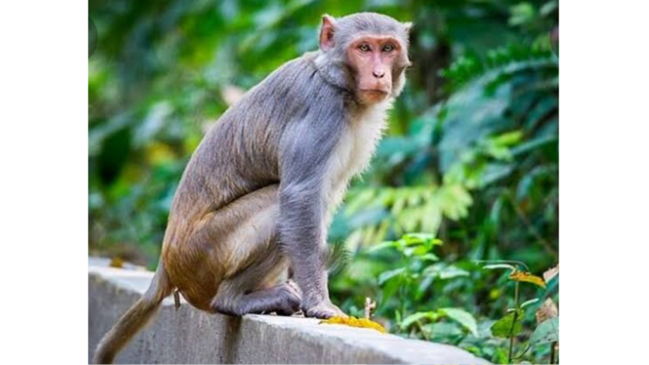 Wait! What? A Monkey Snatched A Wrapped Towel Containing Rs 1 Lakh Cash From An Autorickshaw 496164