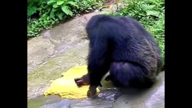 Watch: A Video That Has Gone Viral That Shows A Chimpanzee Hand-Washing Clothes Exactly Like Humans, Get Ready For Your Mind To Be Blown!