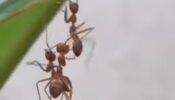 Watch: An Ant Was Helping Its Friends That Has Gone Crazy Viral For Its Deep Message Hidden In The Action Of The Ants That May Leave You With Various Thoughts