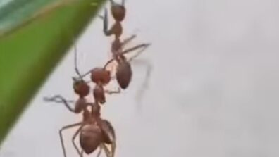 Watch: An Ant Was Helping Its Friends That Has Gone Crazy Viral For Its Deep Message Hidden In The Action Of The Ants That May Leave You With Various Thoughts