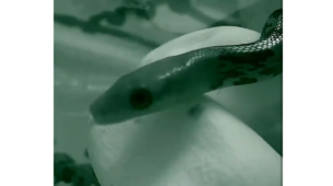Watch: An Incredible Visual Of A Baby Snake Coming Out Of Egg Has Gone Viral