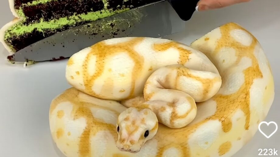 Watch Now: A Mind-Blowing Video Of A Snake Cake Will Simply Amaze You 508655