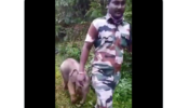 Watch Now: A Video Of A Baby Elephant Seen Happily Following Tamil Nadu Foresters To Reunite With Its Mother Will Make You Awestruck