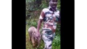 Watch Now: A Video Of A Baby Elephant Seen Happily Following Tamil Nadu Foresters To Reunite With Its Mother Will Make You Awestruck