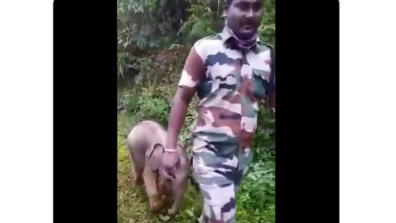 Watch Now: A Video Of A Baby Elephant Seen Happily Following Tamil Nadu Foresters To Reunite With Its Mother Will Make You Awestruck