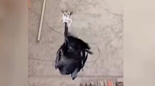 Wow, What A Act! Police In Peru Use Drone And Knife To Rescue Bird Stuck On High-Voltage Cable Has Won Millions Of Hearts