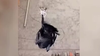 Wow, What A Act! Police In Peru Use Drone And Knife To Rescue Bird Stuck On High-Voltage Cable Has Won Millions Of Hearts