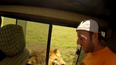 A Scary Video Of A Tourist’s Encounter With A Lion Has Gone Viral On The Internet, Watch Now