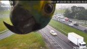 A Turquoise-Fronted Amazon Parrot Took A Little Break From Flying And Got Curious Spotting In The CCTV Camera Has Gone Viral