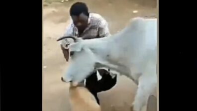 A Video Of A Cow Attacking A Man For Assaulting A Stray Dog Has Gone Viral On Social Media