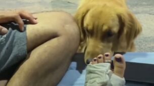 A Viral Video Of A Dog Taking Care Of His Parent Who Has Sprained Her Ankle Will Leave In Aww