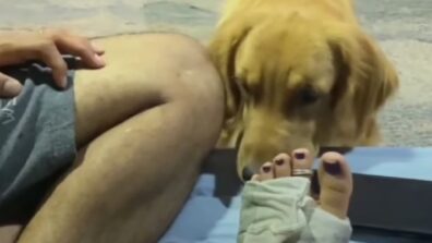 A Viral Video Of A Dog Taking Care Of His Parent Who Has Sprained Her Ankle Will Leave In Aww