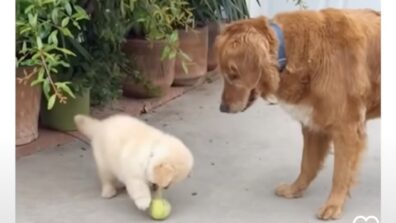 A Viral Video Of A Doggo’s Reaction To A Puppy’s Short Attention Span Has Won Millions Of Hearts