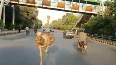 A Viral Video Of An Ostrich Was Spotted Running Furiously In The Middle Of A Highway In Lahore