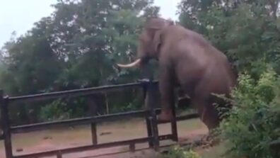 Amazing Video! A Smart Elephant Escapes After Climbing Over A Fence, Netizens Left Stunned